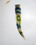CIOCCHETTA "ACID"