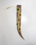 CIOCCHETTA "COVID"